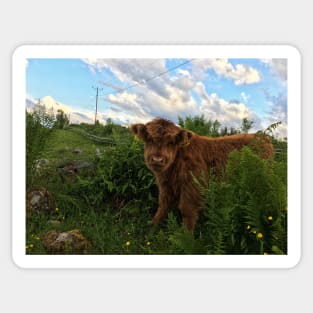 Scottish Highland Cattle Calf 1773 Sticker